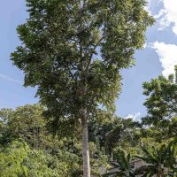West Indian Cedar